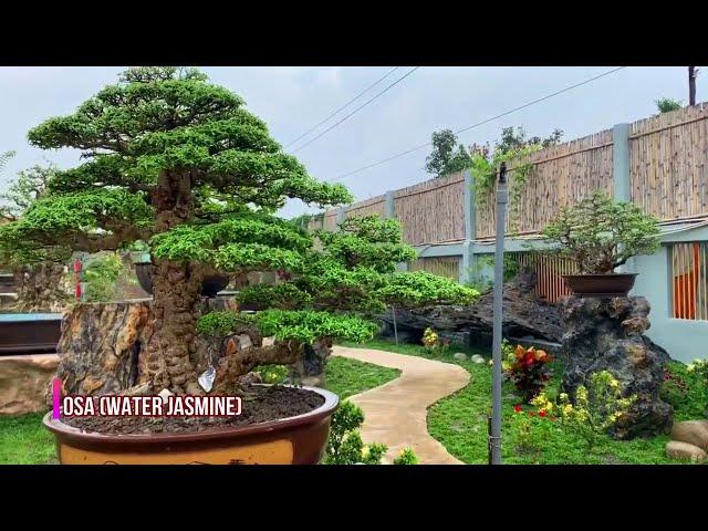 The most beautiful Wrightia religiosa (Water Jasmine) bonsai trees