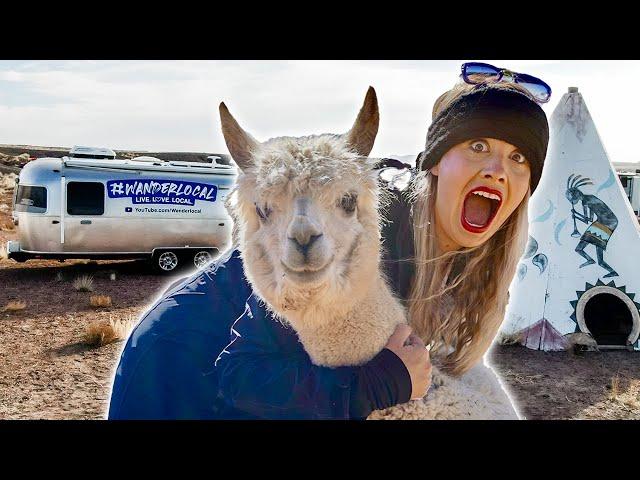 AIRSTREAM TRAVEL DAY WITH ALPACAS  // Our New Mexico to Arizona adventure