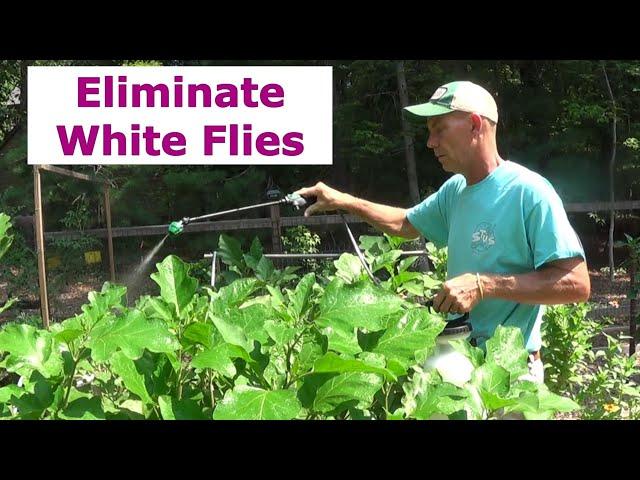 Dr. Bronner's Castile Soap For Garden Pest Control  |  Whiteflies and More