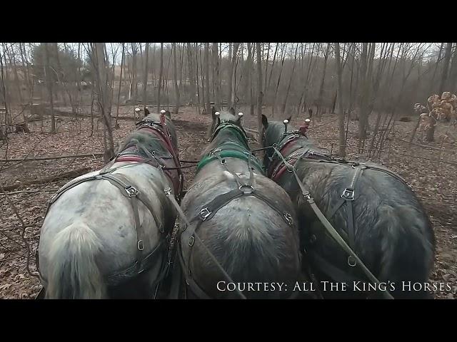 Logging with European Brabant Draft Horses