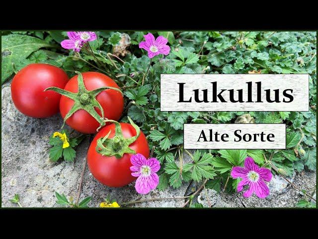 Lukullus - Eine alte deutsche Tomatensorte für den Freilandanbau - Sortenraritäten für Hobbygärtner