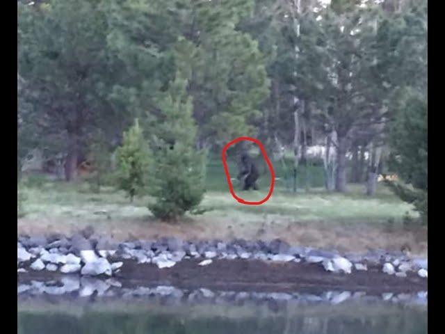 Oregon Bigfoot on Camera - Umatilla Sasquatch Video Investigation