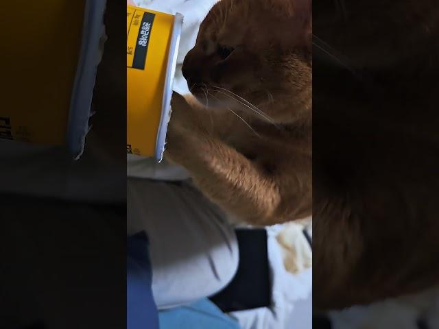 다 먹고 다른 고양이 줘야 하는데 뺏어 먹는 고양이.  #cat #아비시니안 #funny #제리 #초보집사 #catlover #catlife #간식먹방 #간식사랑 #구독과좋아요