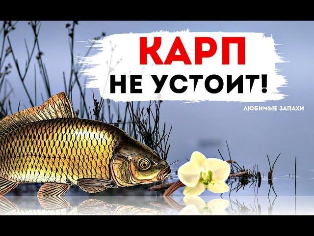 Запахи которые карп и сазан чувствуют осенью за километр! Какие запахи привлекают карпа осенью?