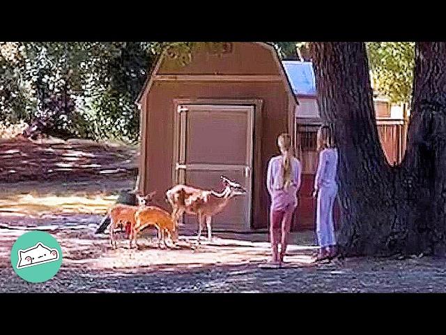 Pregnant Deer Brought Her Babies To This Family | Cuddle Buddies