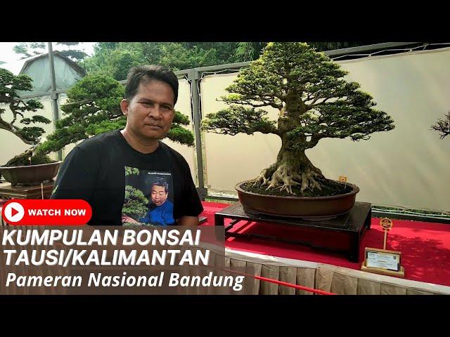 KUMPULAN BONSAI TAUSI KALIMANTAN DI PAMNAS BANDUNG