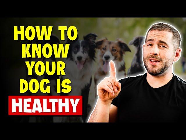 How To Know If Your Dog Is Healthy