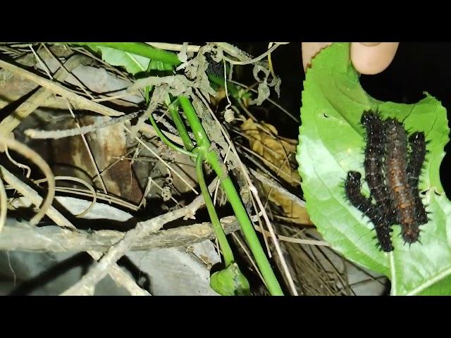 Orugas de la mariposa Dione Juno, las quitamos de su planta hospedera, pasiflora. para alimentarlas