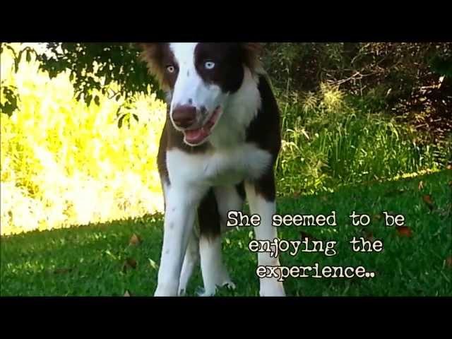 FUNNY DOG EATS WILD PSYCOACTIVE SHROOMS - CAUGHT ON TAPE!