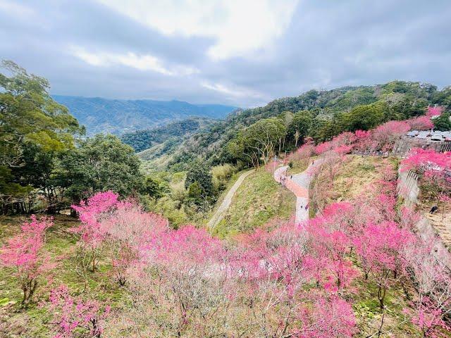 苗栗 協雲宮 櫻花步道 The most famous cherry blossom spot in Miaoli is Xieyun Temple.