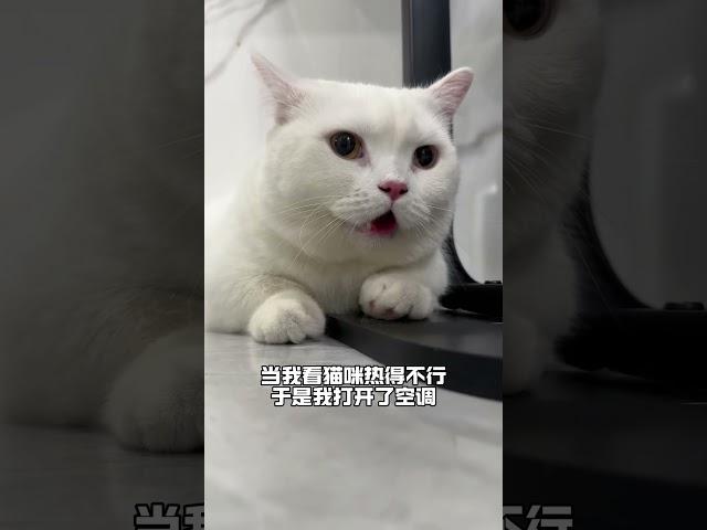 喵：一秒都不想多演 #猫咪成精 #猫咪的迷惑行为