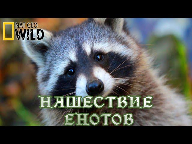 Нашествие енотов. #Документальный фильм. National Geographic 12+