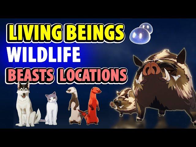 All Wildlife Beasts - Living Beings Archive | Genshin Impact Fox, Squirrel, Boar, Hound, Cat, Weasel