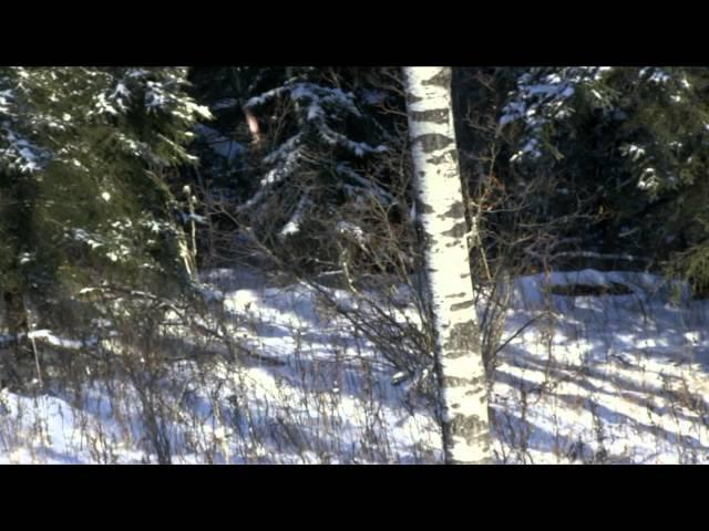 Fatal Impact Outdoors - Alberta Whitetail