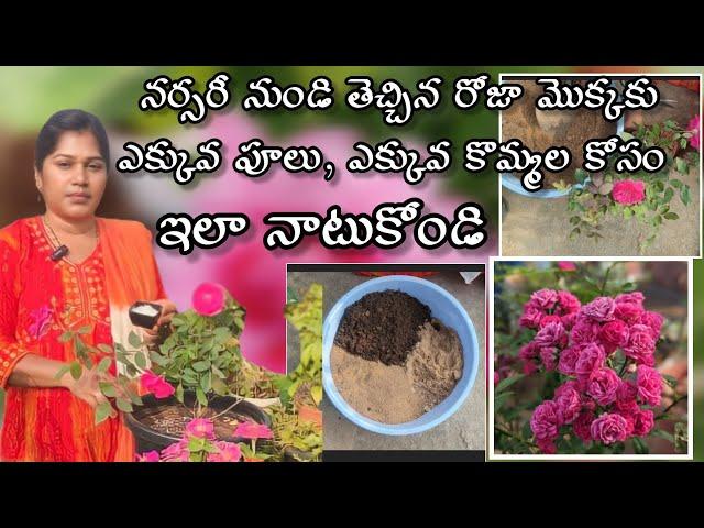 Rose plant complete care in telugu | how to grow rose plant