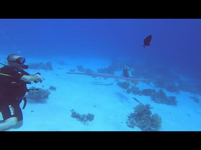 Diving in Sharm El Sheik with Cameldive Club