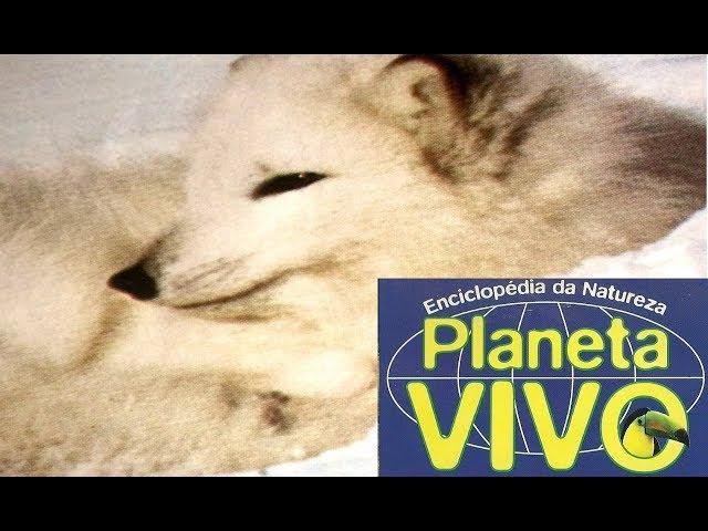 Planeta Vivo - A Raposa do Gelo