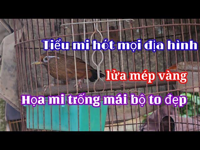 31/10/24Tiểu mi hót mọi địa hình, họa mi trống mái to đẹp, lửa mép vàng đuôi tôm