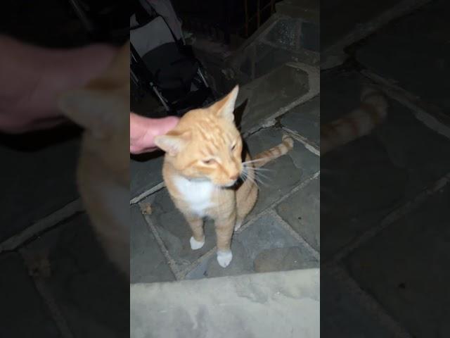 #JojoTheCat #ChesterMcFly #OrangeCatBehavior #YouTubeCatVideos #CatShorts # #CatVideos #cats #Cat ￼