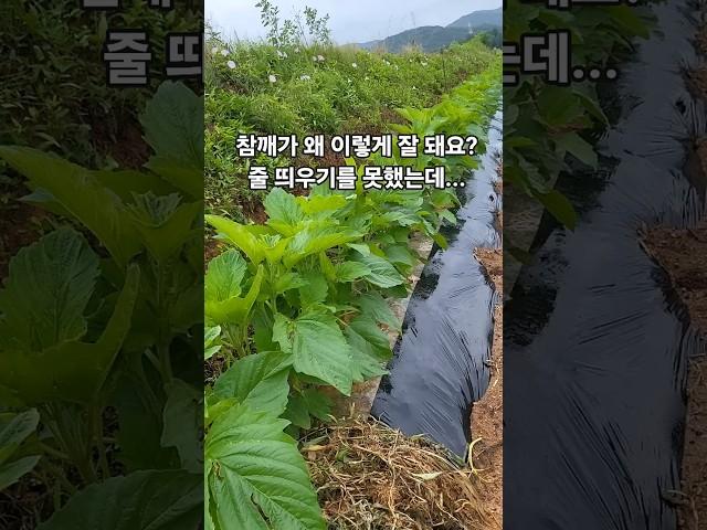(에듀파머)참깨가 왜 이렇게 잘 돼요?