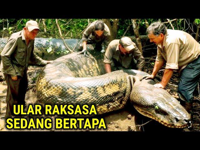 Geger !! Hendak Cari Kayu Dihutan Warga Temukan Ular Raksasa Sedang Bertapa Dalam Goa