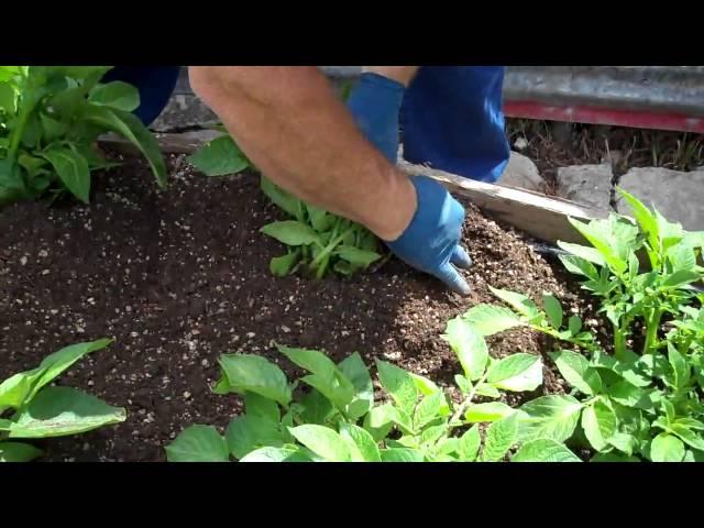 Hilling Potatoes... a "how to" video !!!!