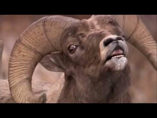 Bighorn's Fight | Yellowstone | BBC Studios