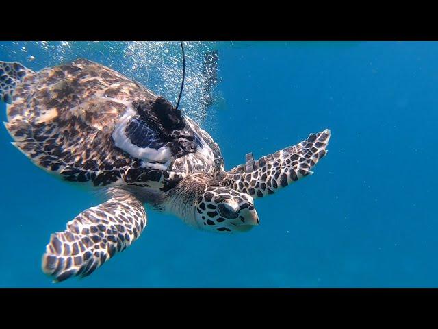 World Sea Turtle Day