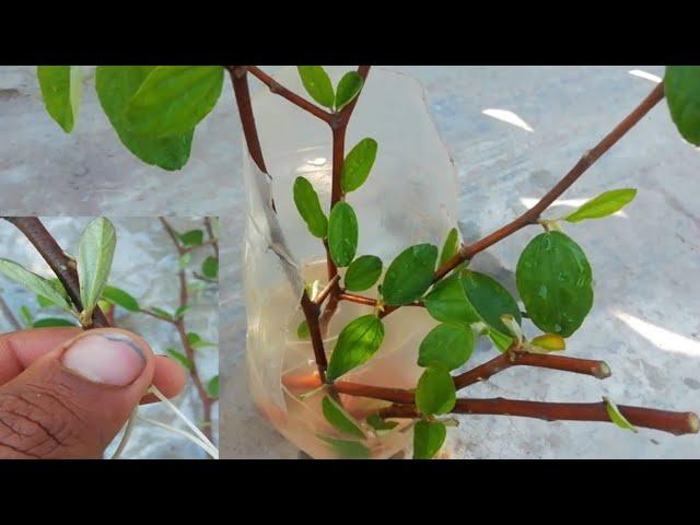 How to propagate Jujube Tree Fast with Natural water