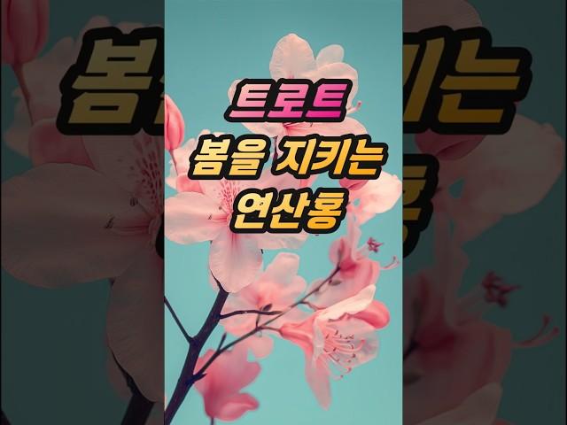 트로트 봄을 지키는 연산홍#봄#연산홍