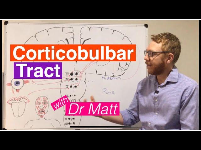 Corticobulbar Tract