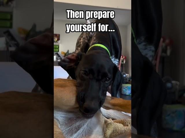 Make sure you’re prepared BEFORE adding a shorthair to the family