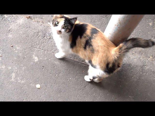 Calico cat meow and her family