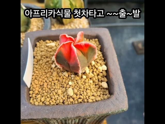 #금화다육 #아프리카식물 #라이브방송 #다육식물 #수입전문 #토마토뜰다육