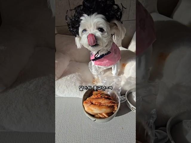 개달아 김치!  #조이앤릴리 #성우김서영 #하루또이틀 #강아지 #funny #dogshorts