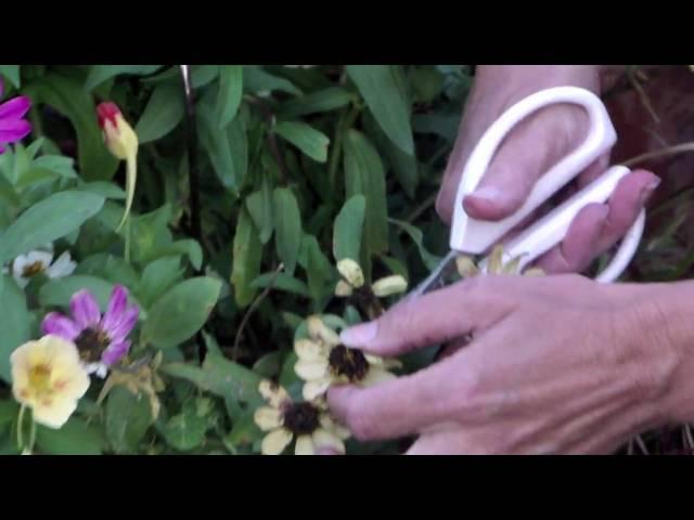 How to Deadhead Zinnias