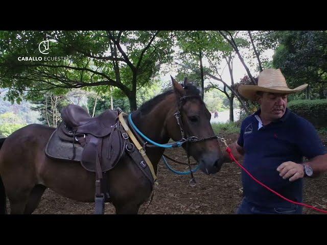 Yegua con Mal Caracter - ️ Dulce - Episodio 1 - Pablo Saldarriaga Doma Racional Colombia