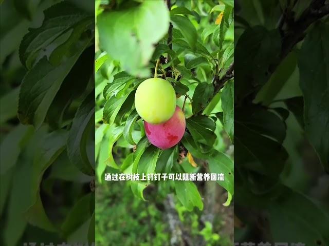 为什么要在树上钉钉子？#科普 #知识 #冷知识