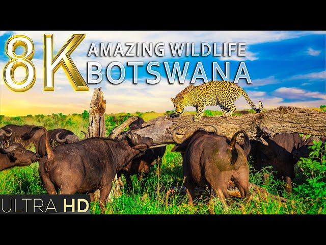 Amazing Wildlife of Botswana 2 in 8K TV HDR 60FPS ULTRA HD | 8K BEAUTIFUL NATURE | RELAXATION MUSIC