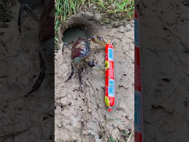 Survival Skills: SIMPLE ideas and USEFUL with CRAB:#outdoors #survival #bushcraft#crab