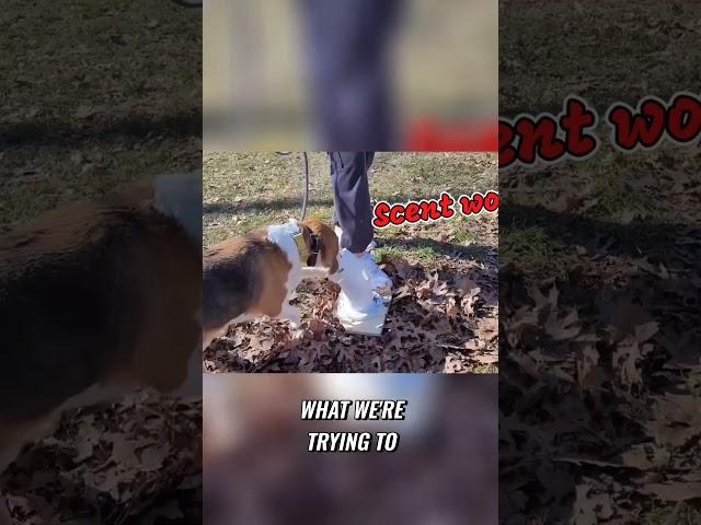 Unruly Beagle Training  Mastering Scent Work with Barking Techniques