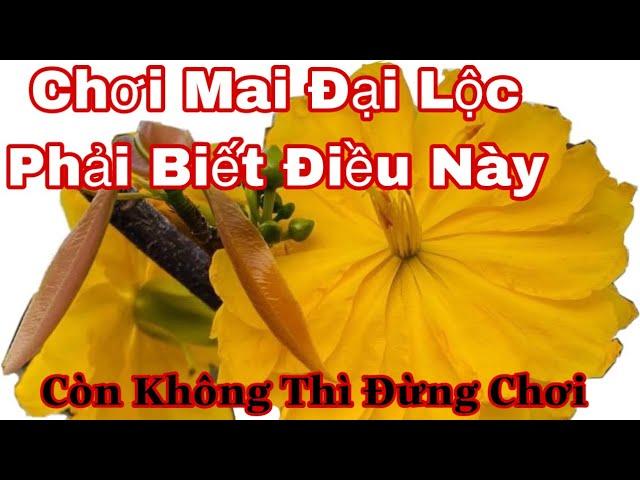 Mai đại Lộc và những điều cần phải biết khi chơi