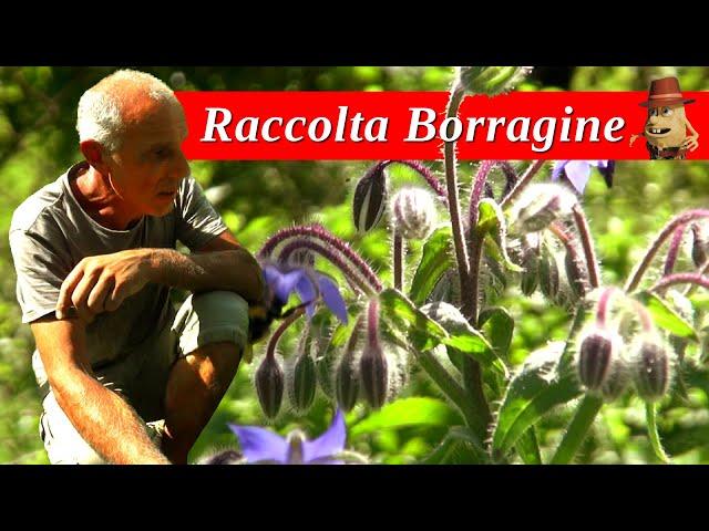 La Raccolta della Borragine