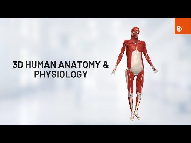 Primal Pictures 3D Human Anatomy & Physiology