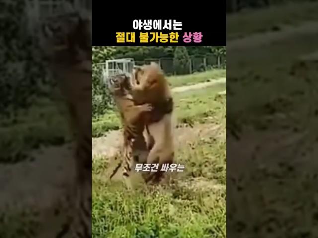 호랑이를 따라다니는 사자, 야생에서는 절대 불가능한 상황