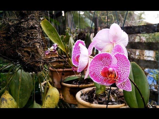 ORQUIDÁRIO EM PALMEIRA DOS ÍNDIOS - AL