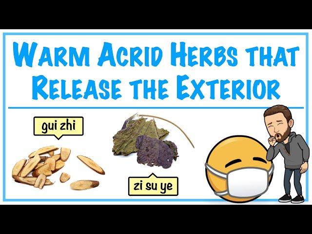 Warm Acrid Herbs that Release the Exterior | HERBOLOGY 1 REVIEW