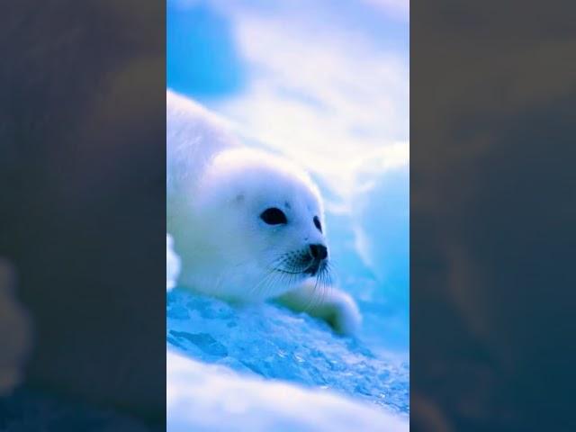 Harp Seals (Clip-1)