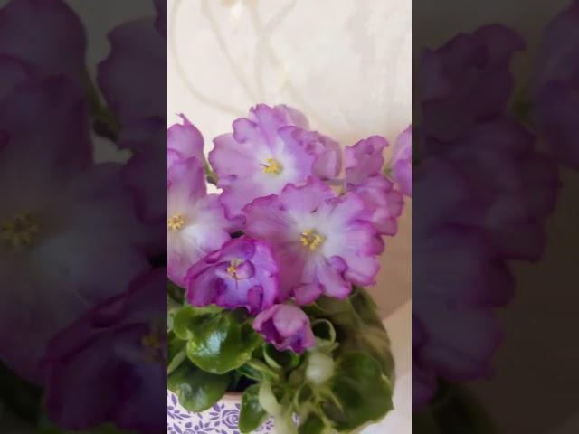 АВ-Девочка с Севера. #Фиалка, #фиалки, #цветы, #сад, #комнатныерастения, #дача, #огород, #сенполия.