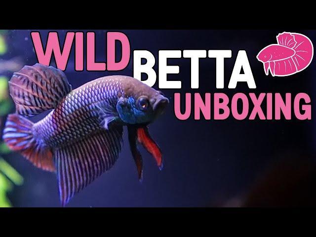 Wild Betta Mahachai Unboxing and Spawning!